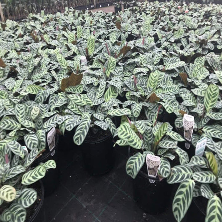 Ctenanthe Burle Marxii 270 mm Hanger