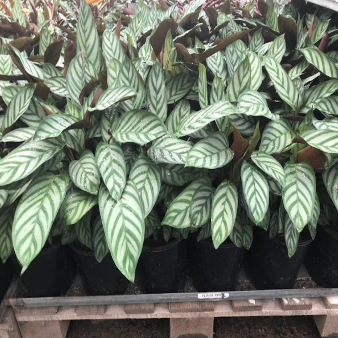 Ctenanthe setosa Oppenheimiana 300 mm
