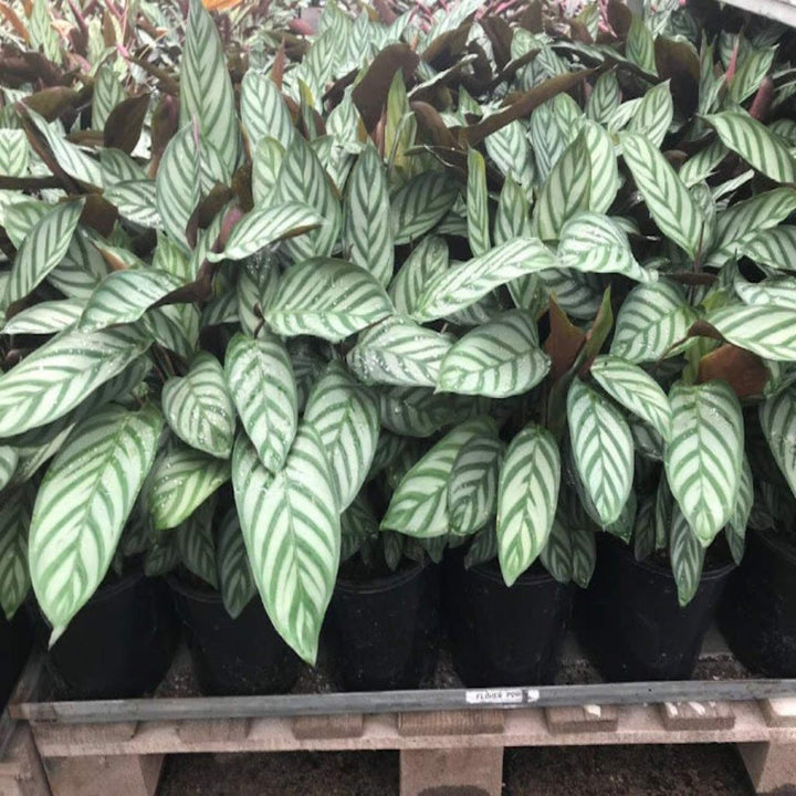 Ctenanthe setosa Oppenheimiana 300 mm