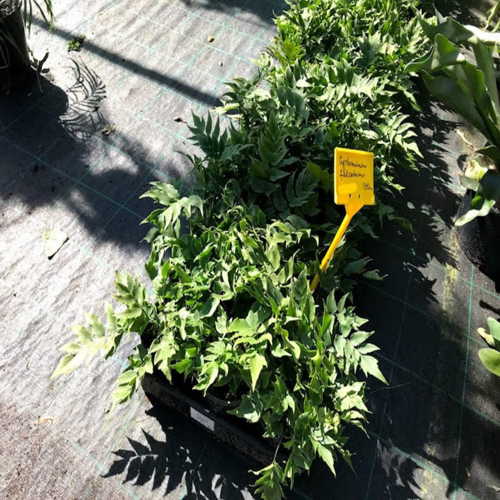 Cyrtomium falcatum Japanese Holly Fern 180 mm