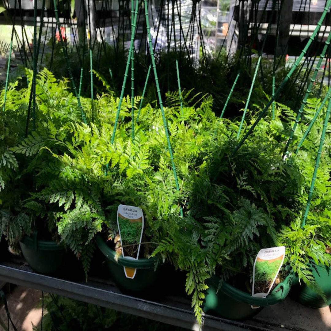 Davallia spp Assorted Hanging baskets 200 mm