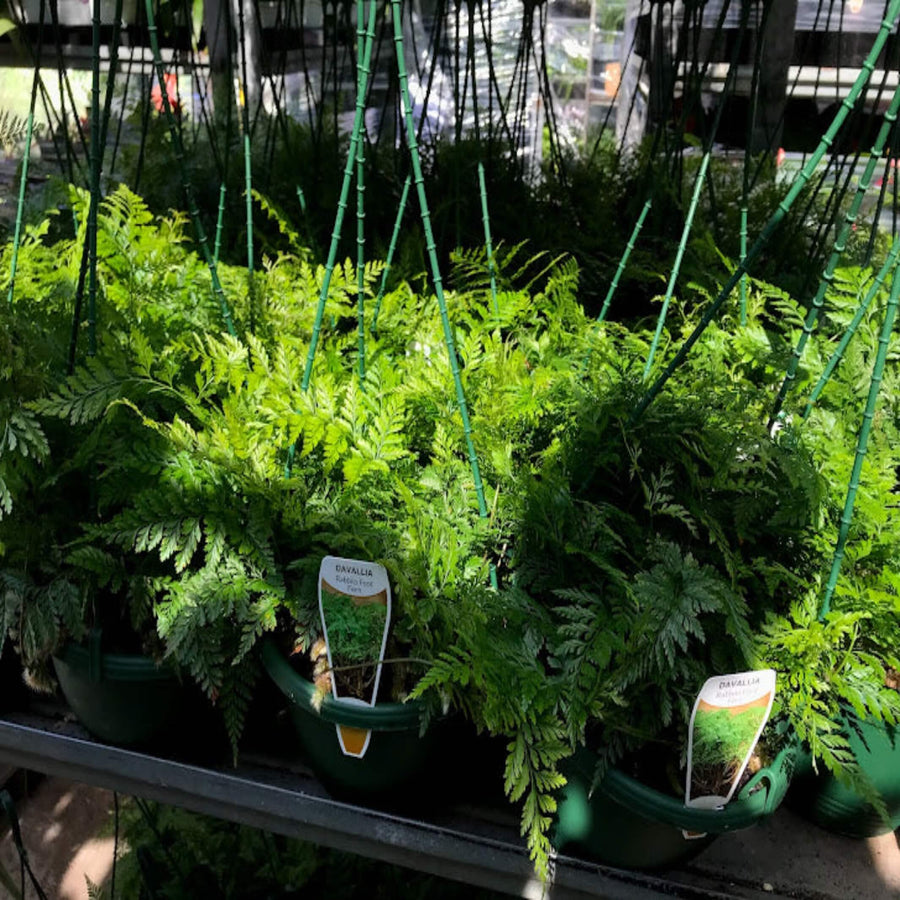 Davallia spp Assorted Hanging baskets 200 mm