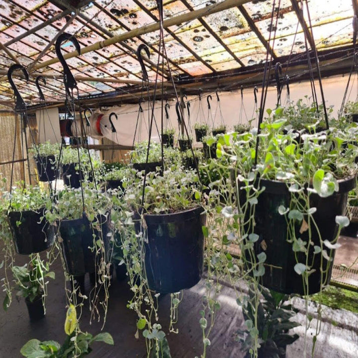 Dichondra Silver Falls hanger 180 mm