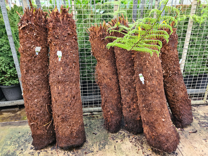 soft tree fern