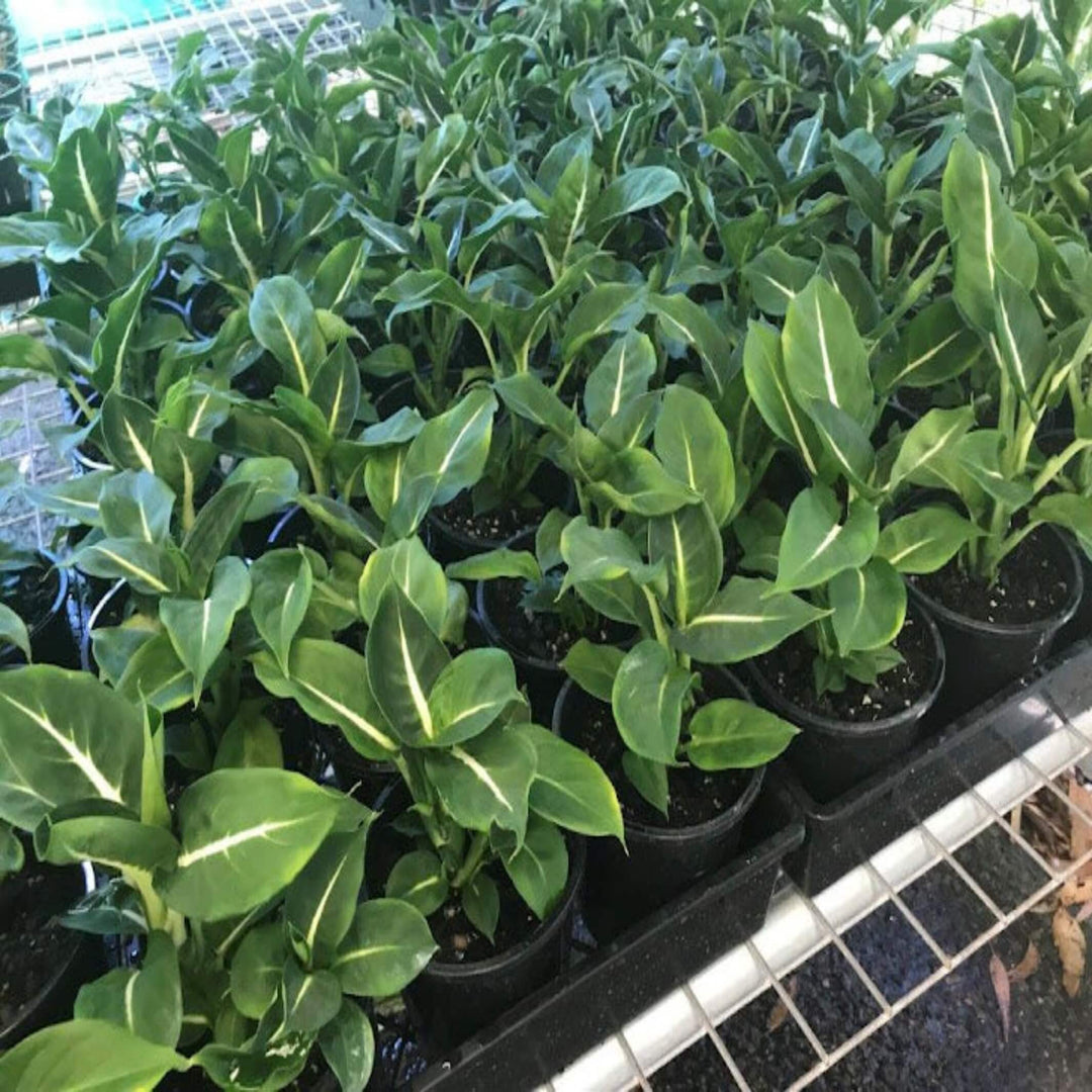 Dieffenbachia Green Magic 130 mm