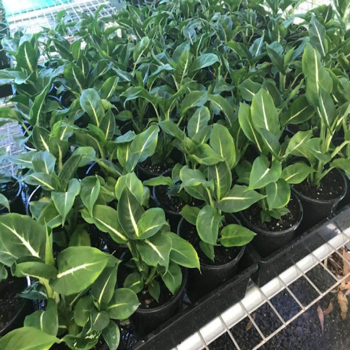 Dieffenbachia Green Magic 130 mm
