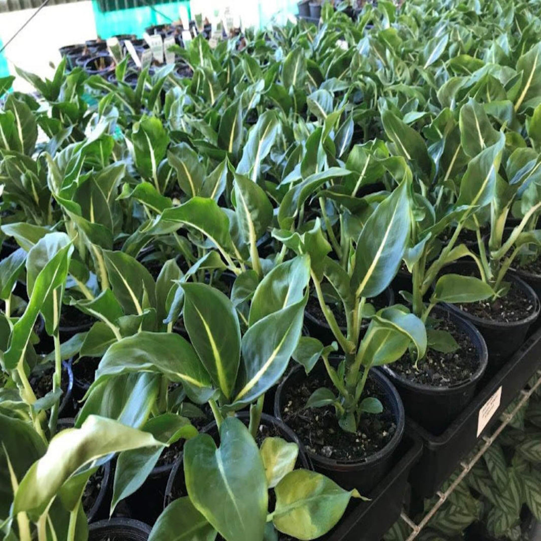 dieffenbachia green magic giftig Dieffenbachia 'Green Magic' (Dumb Cane)