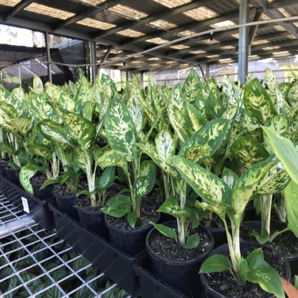 dieffenbachia maculata mars Dieffenbachia 'Mars' (Dumb Cane)