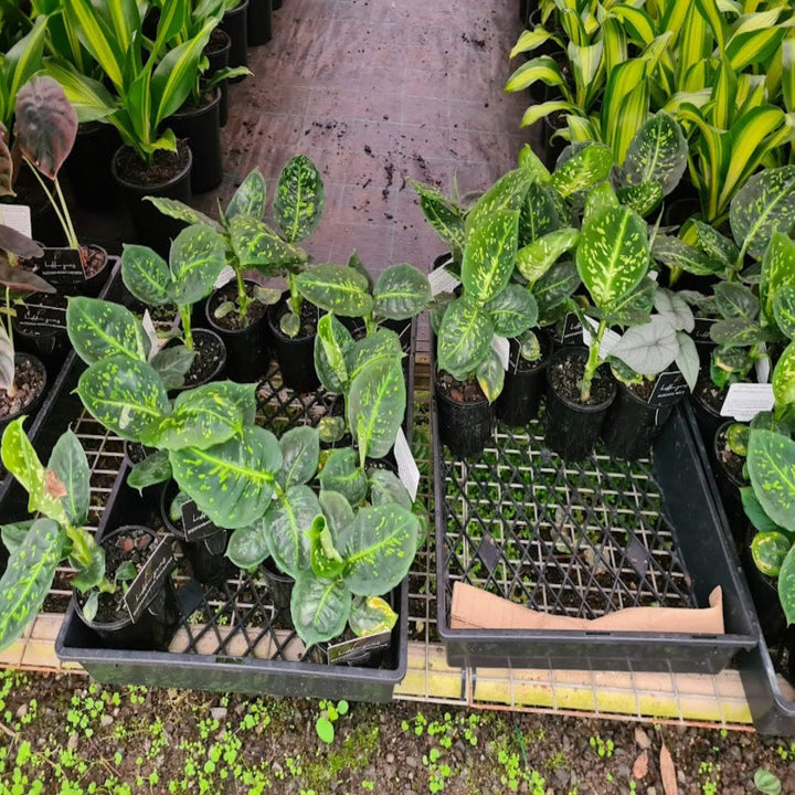 Dieffenbachia Reflector 200 mm