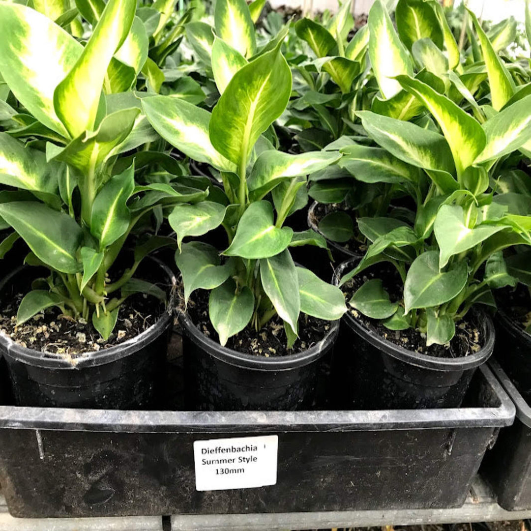 Dieffenbachia Summer Style 130 mm