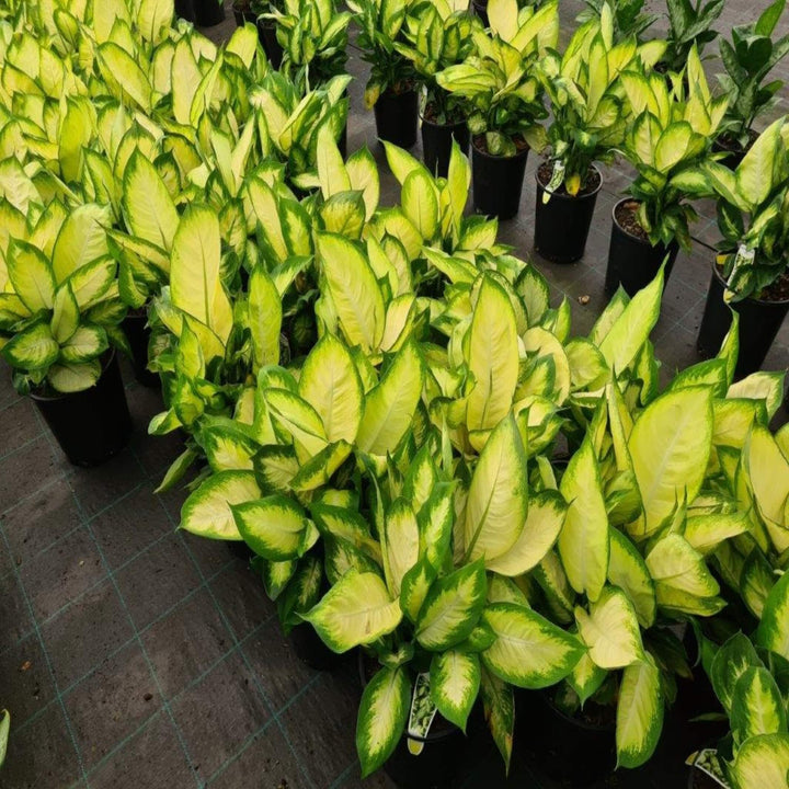 Dieffenbachia Tropic Marianne Dumb Cane 90 mm