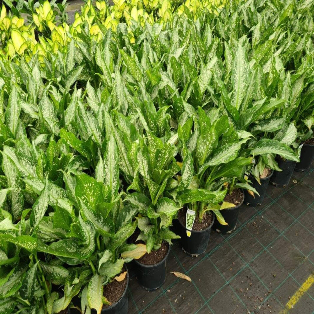 dieffenbachia tropical tiki Dieffenbachia maculata 'Tropical Tiki'