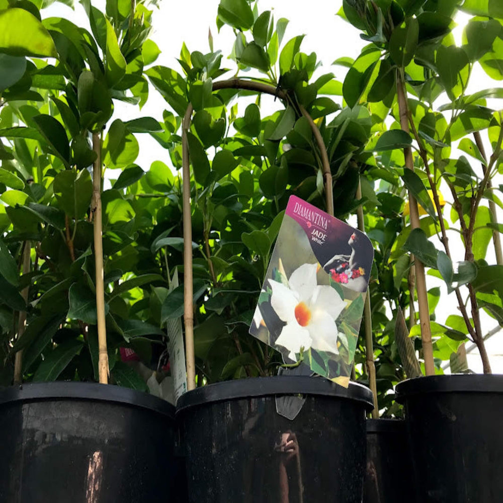 Dipladenia Mixed 180 mm