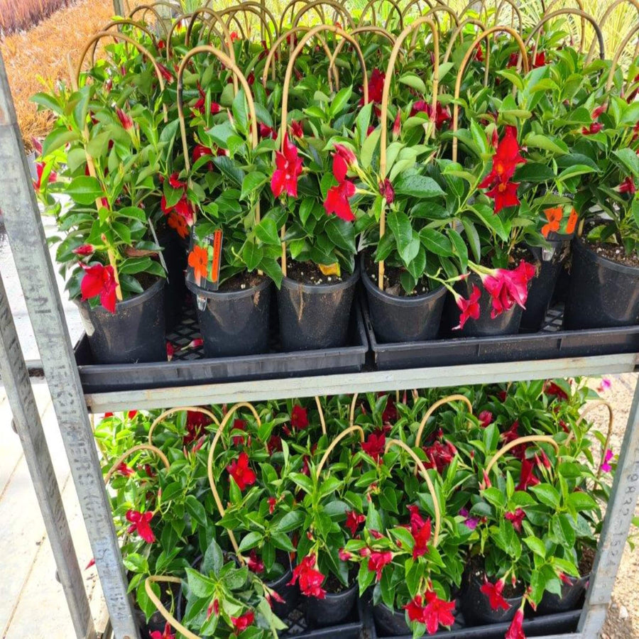 Dipladenia Mixed 180 mm