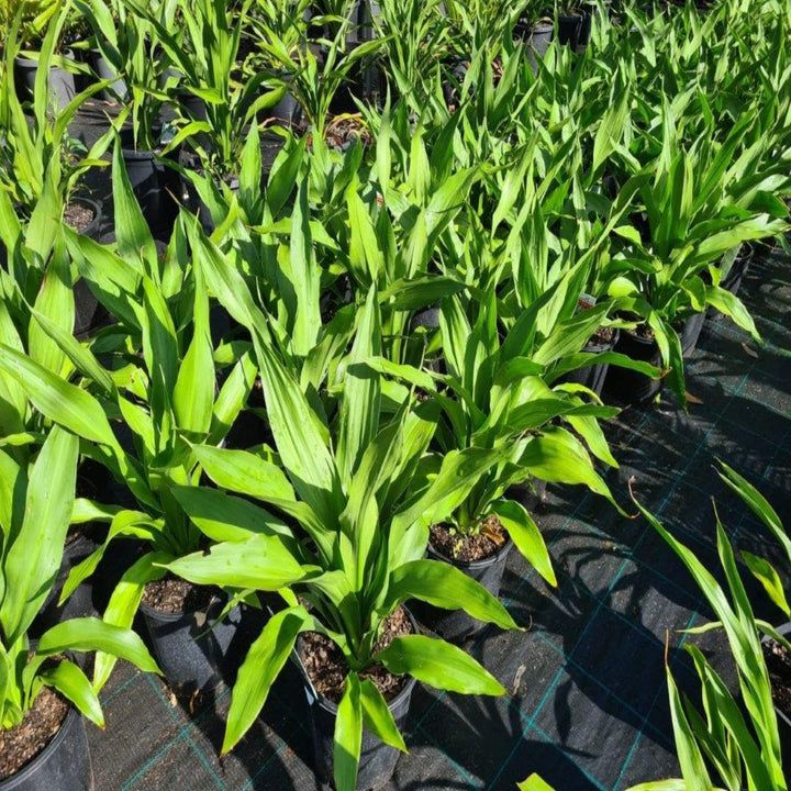 Doryanthes palmeri Spear Lily 200 mm
