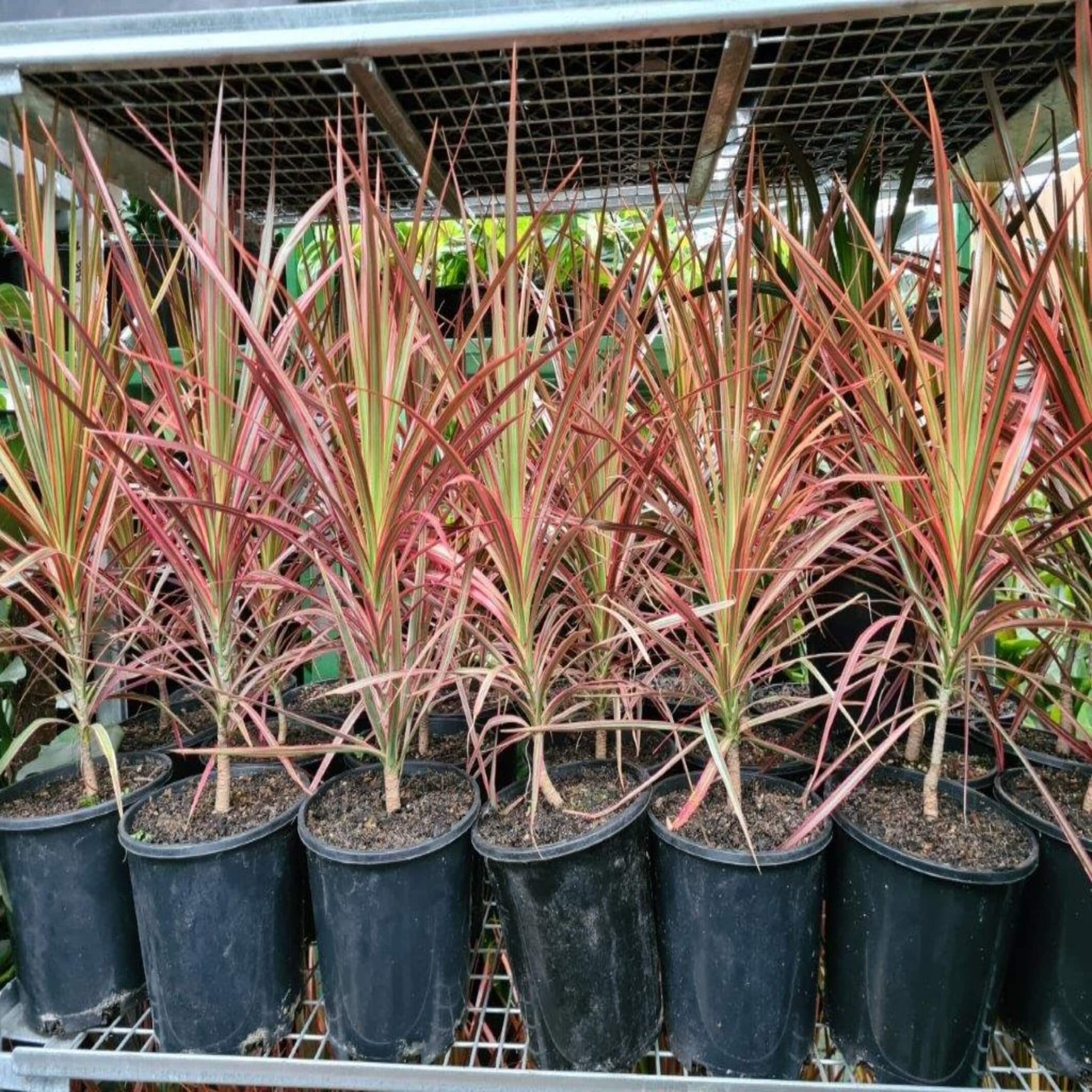 dracaena marginata colorama plant Dracaena marginata 'Colorama'