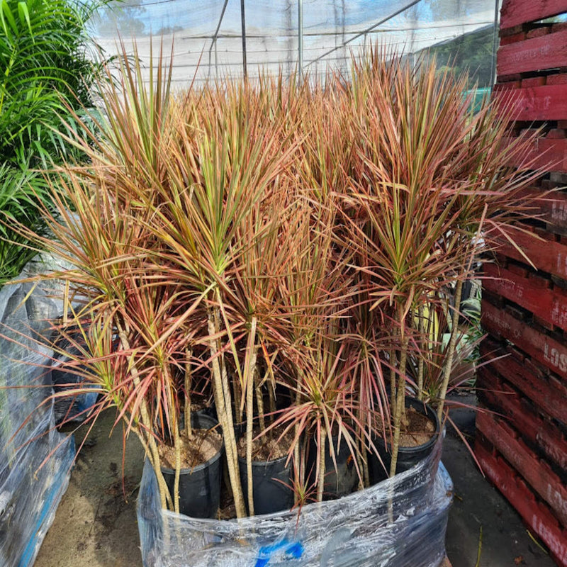 Dracaena marginata 'Colorama' - Dragon Tree
