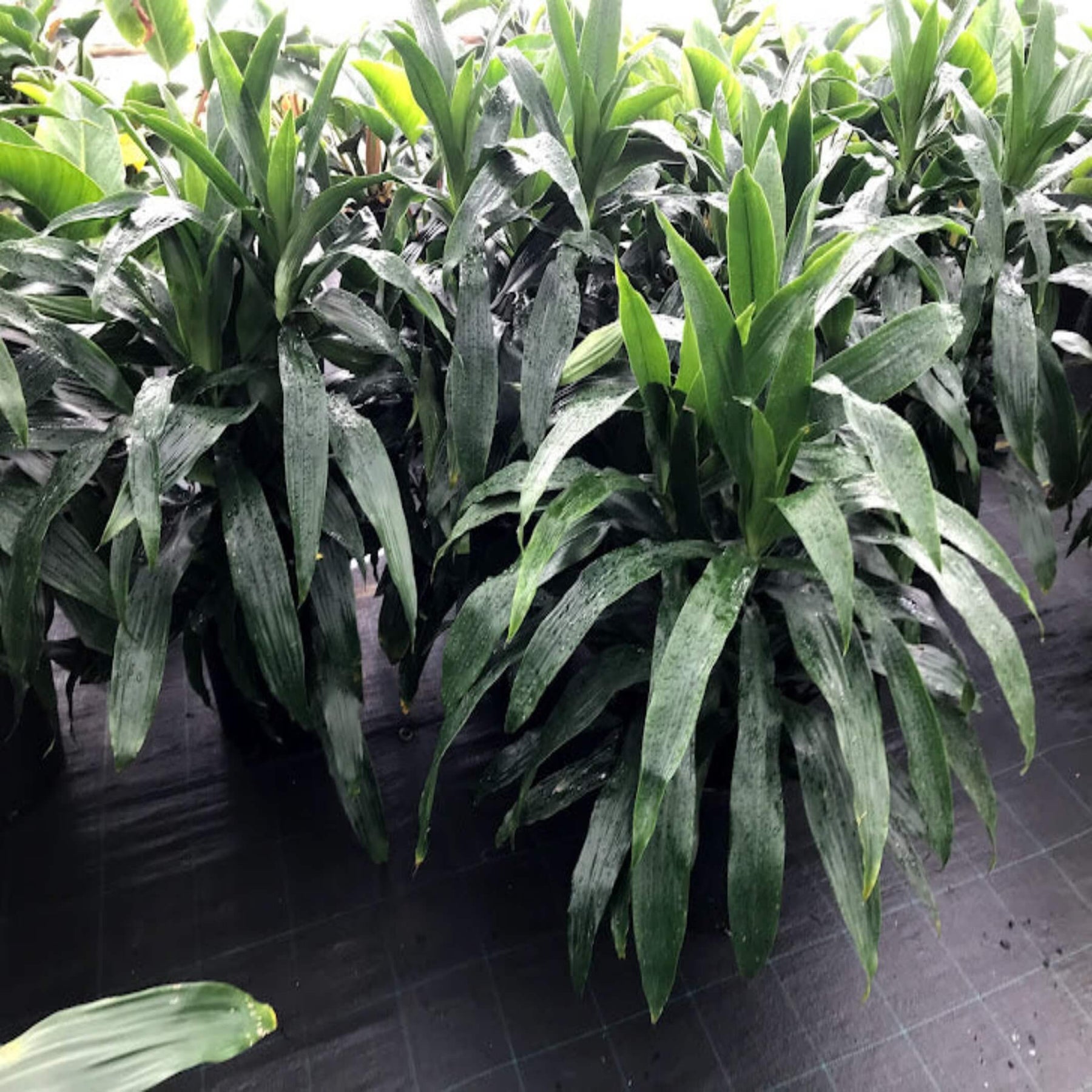 dracaena janet craig outdoors Dracaena deremensis 'Janet Craig'- The Australian Plant Shop