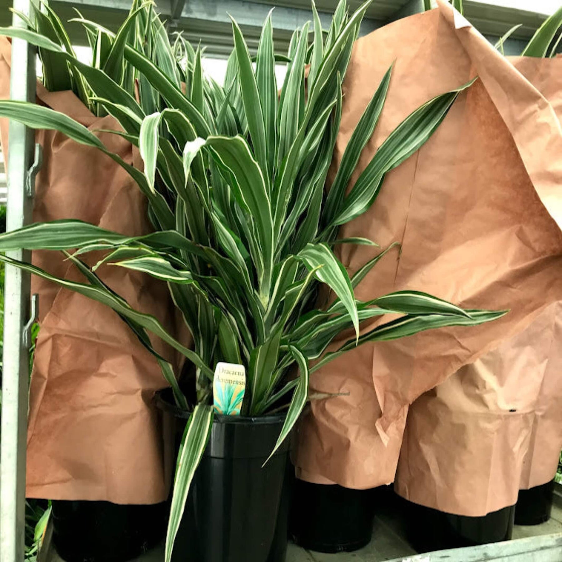 dracaena deremensis striped Dracaena deremensis 'Warneckii'