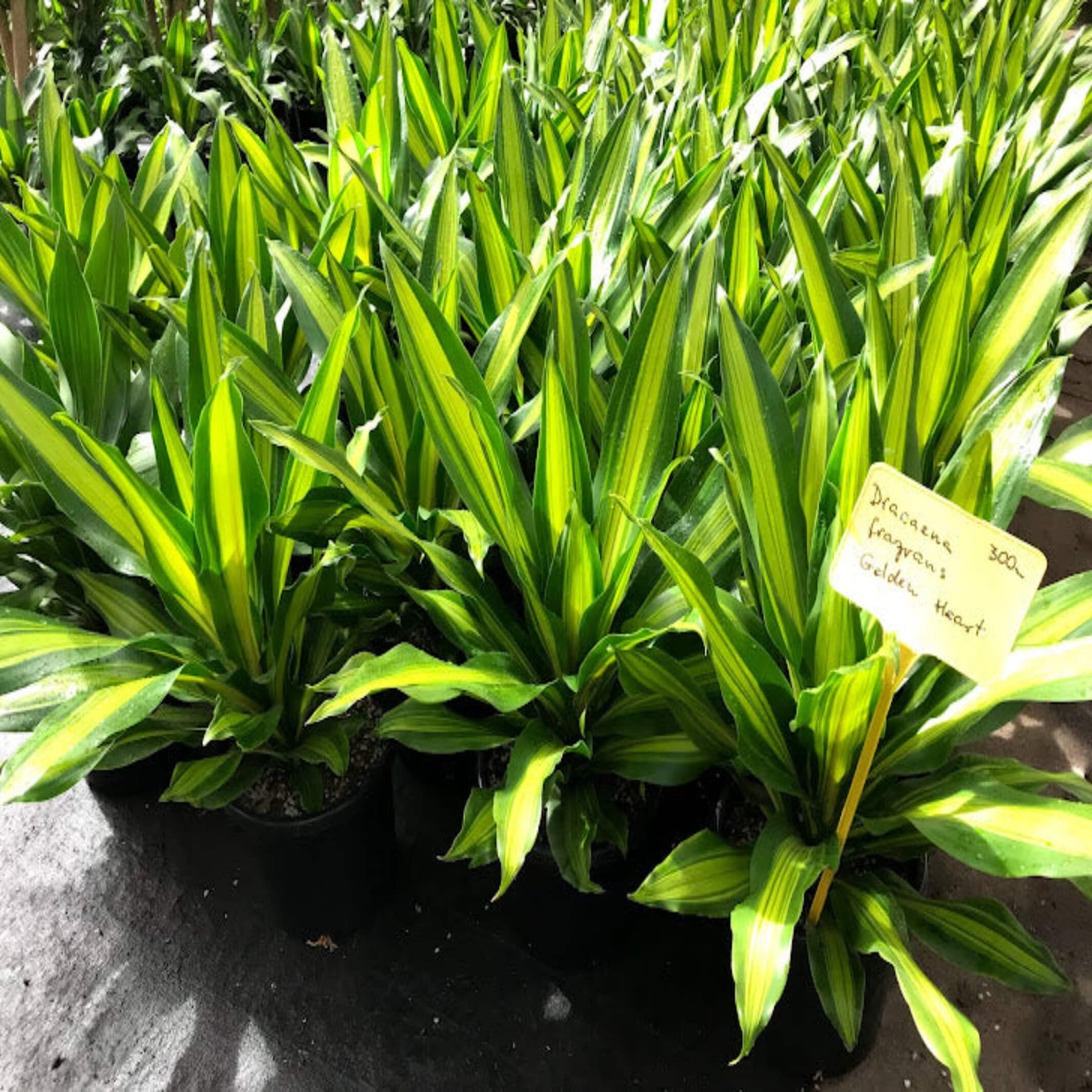 dracaena golden heart plant Dracaena fragrans 'Golden Heart' (Corn palm)