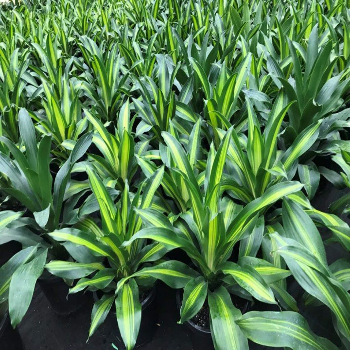 Dracaena fragrans Golden Heart 400 mm