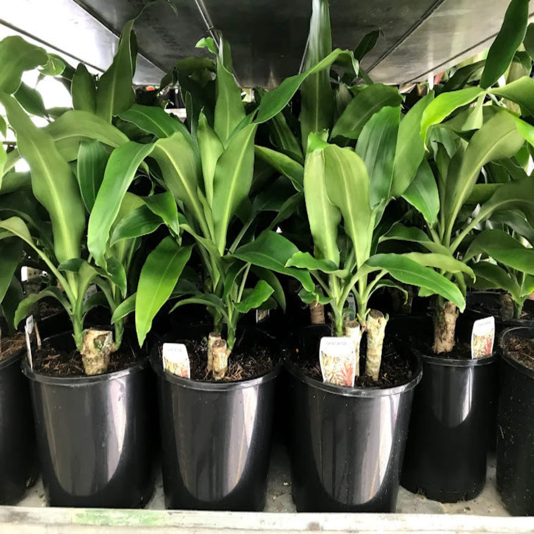 happy plant - dracaena fragrans massangeana Dracaena fragrans 'Massangeana' (Happy Plant)
