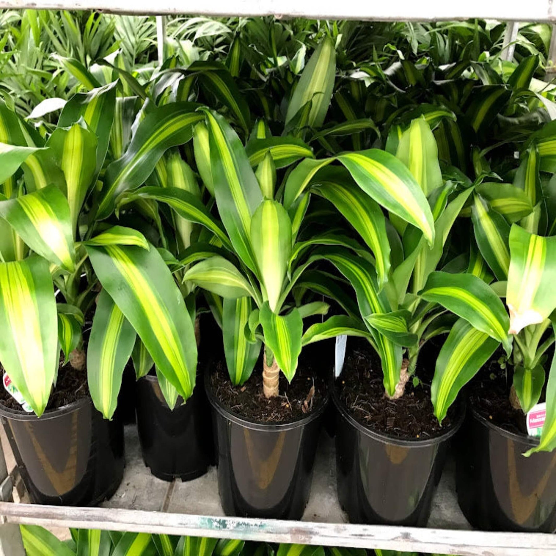 happy plant - dracaena fragrans massangeana Dracaena fragrans 'Massangeana' (Happy Plant)