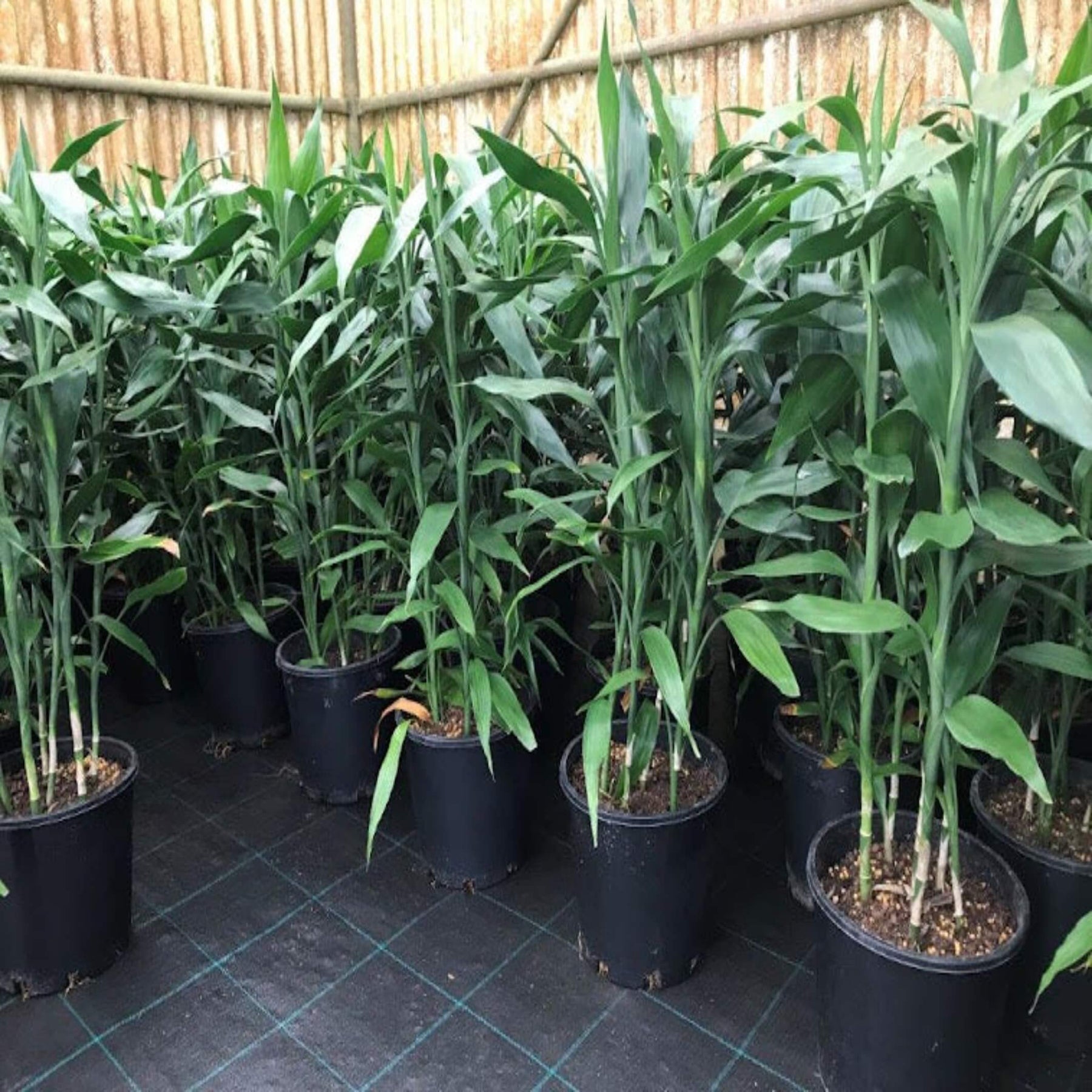 lucky bamboo sydney Lucky Bamboo I Dracaena sanderiana I Order Online – The Australian Plant Shop