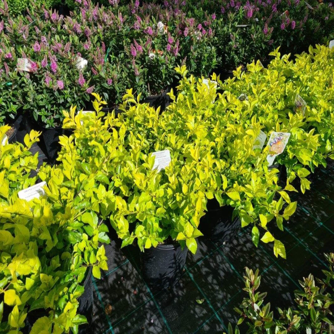 Duranta Sheena's Gold 200 mm
