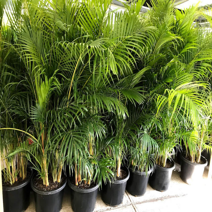 Dypsis lutescens Golden Cane Palm 400 mm