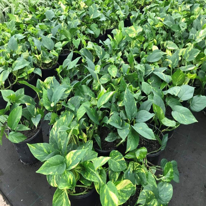 Epipremnum aureum Pothos 270 mm Hanger