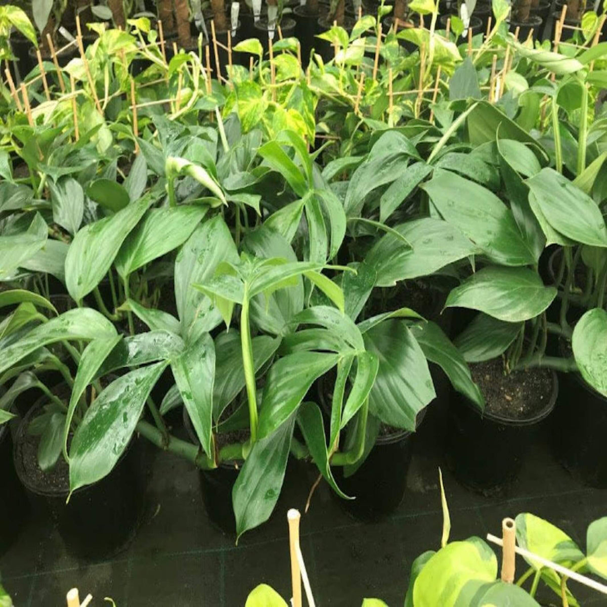 Epipremnum pinnatum (Dragon Tail) - The Australian Plant Shop