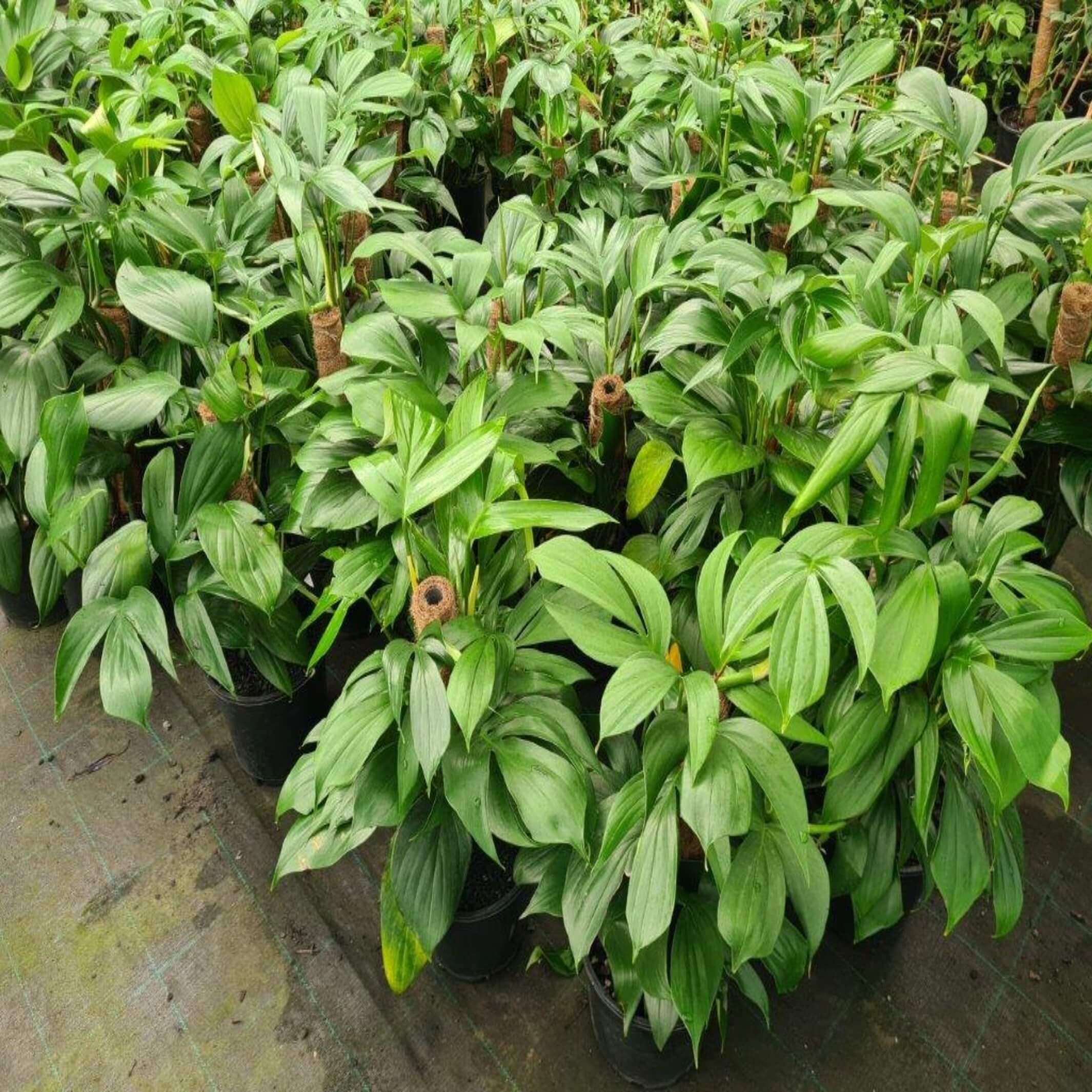 Epipremnum pinnatum (Dragon Tail) - The Australian Plant Shop