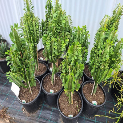 Euphorbia trigona Mix 200 mm