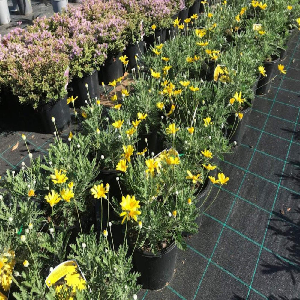 Euryops pectinatus Little Sunray 200 mm
