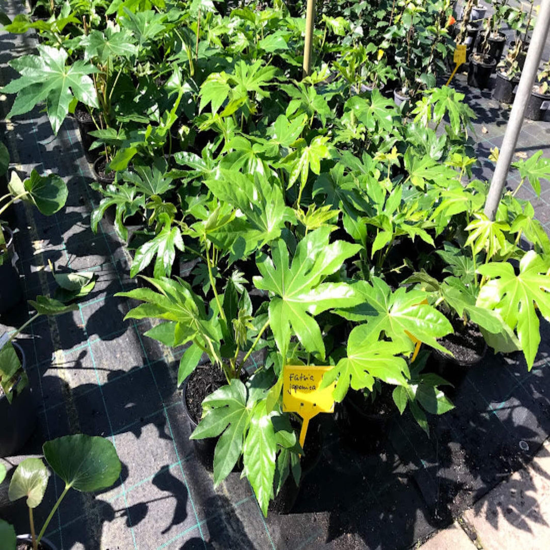 Fatsia japonica 175 mm