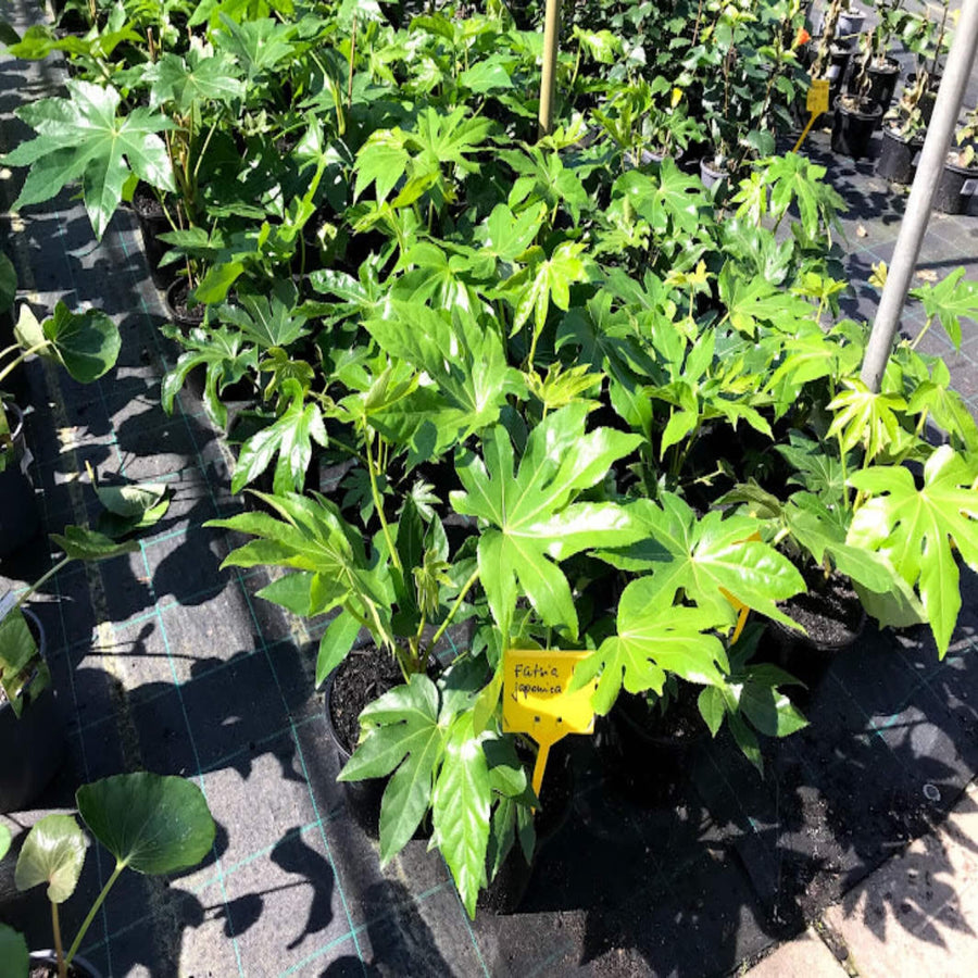 Fatsia japonica 175 mm