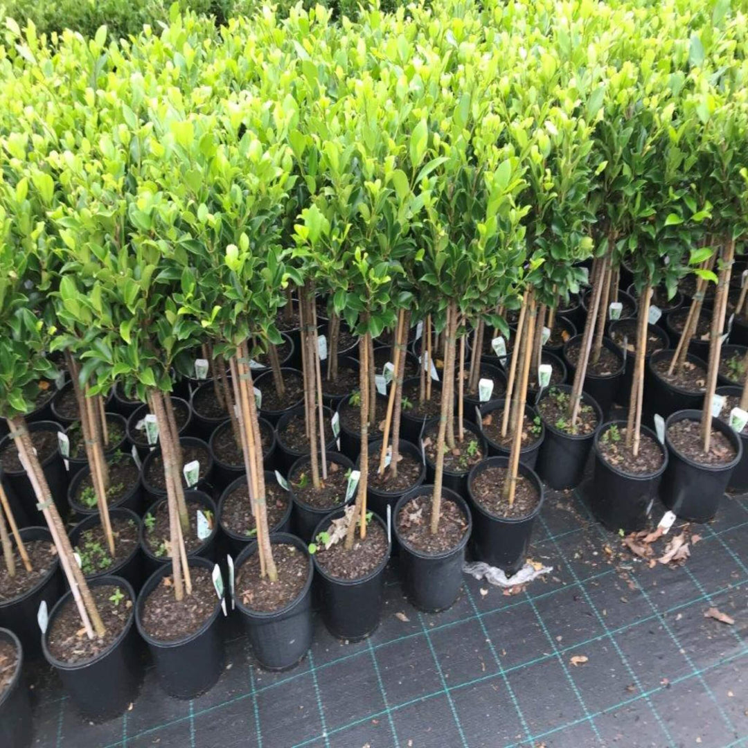Ficus Emerald Fig 400 mm Std