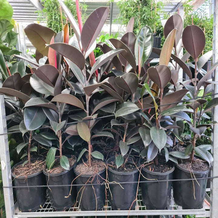 Ficus elastica Burgundy Indian Rubber Tree 400 mm