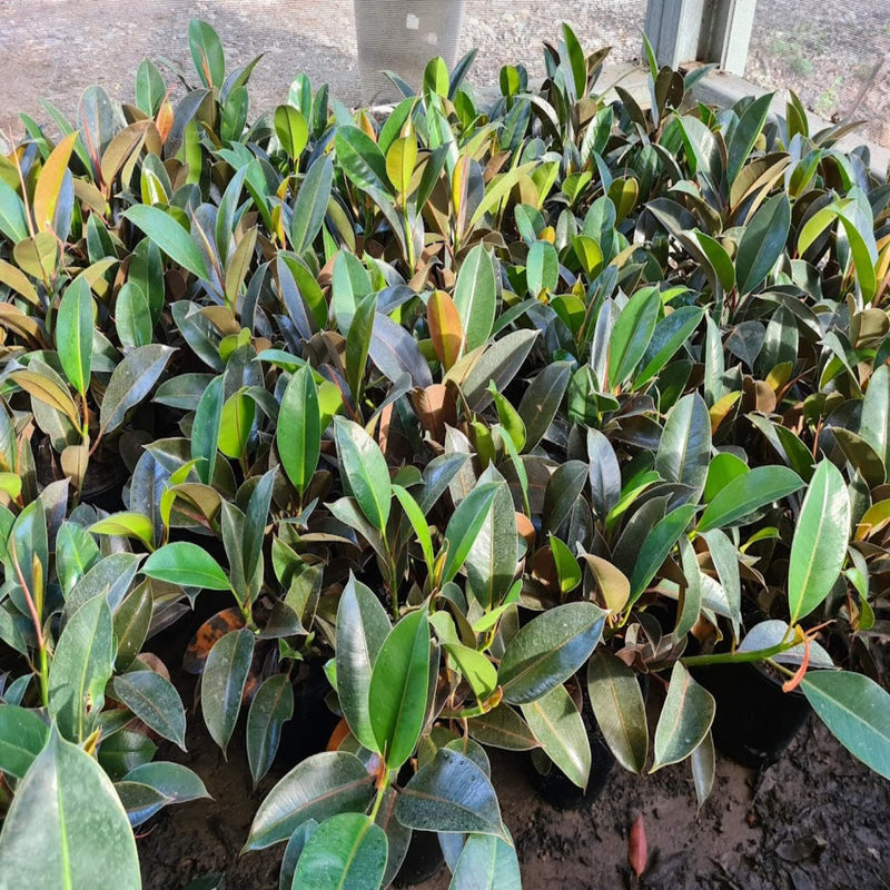 Ficus elastica Melany Indian Rubber Tree 250 mm