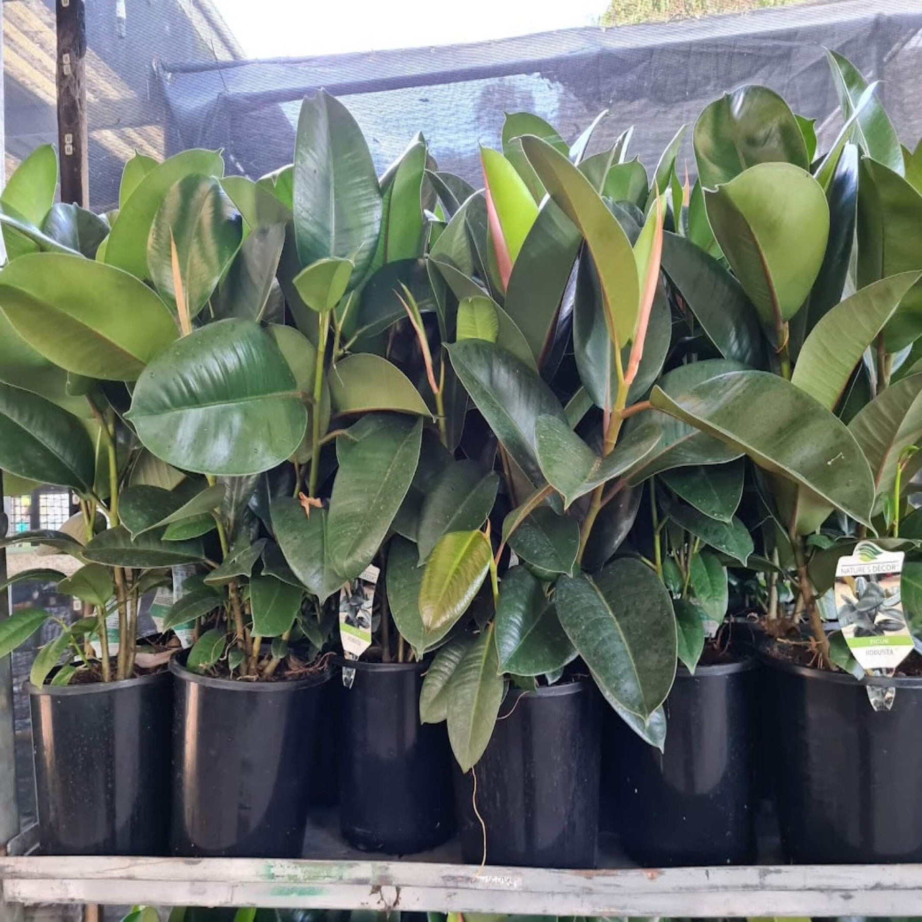 australian rubber tree Ficus elastica 'Robusta'
