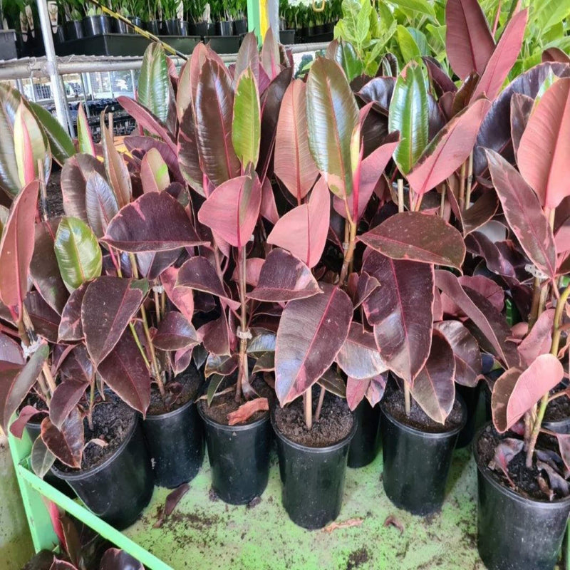 Ficus elastica Ruby Indian Rubber Tree 300 mm