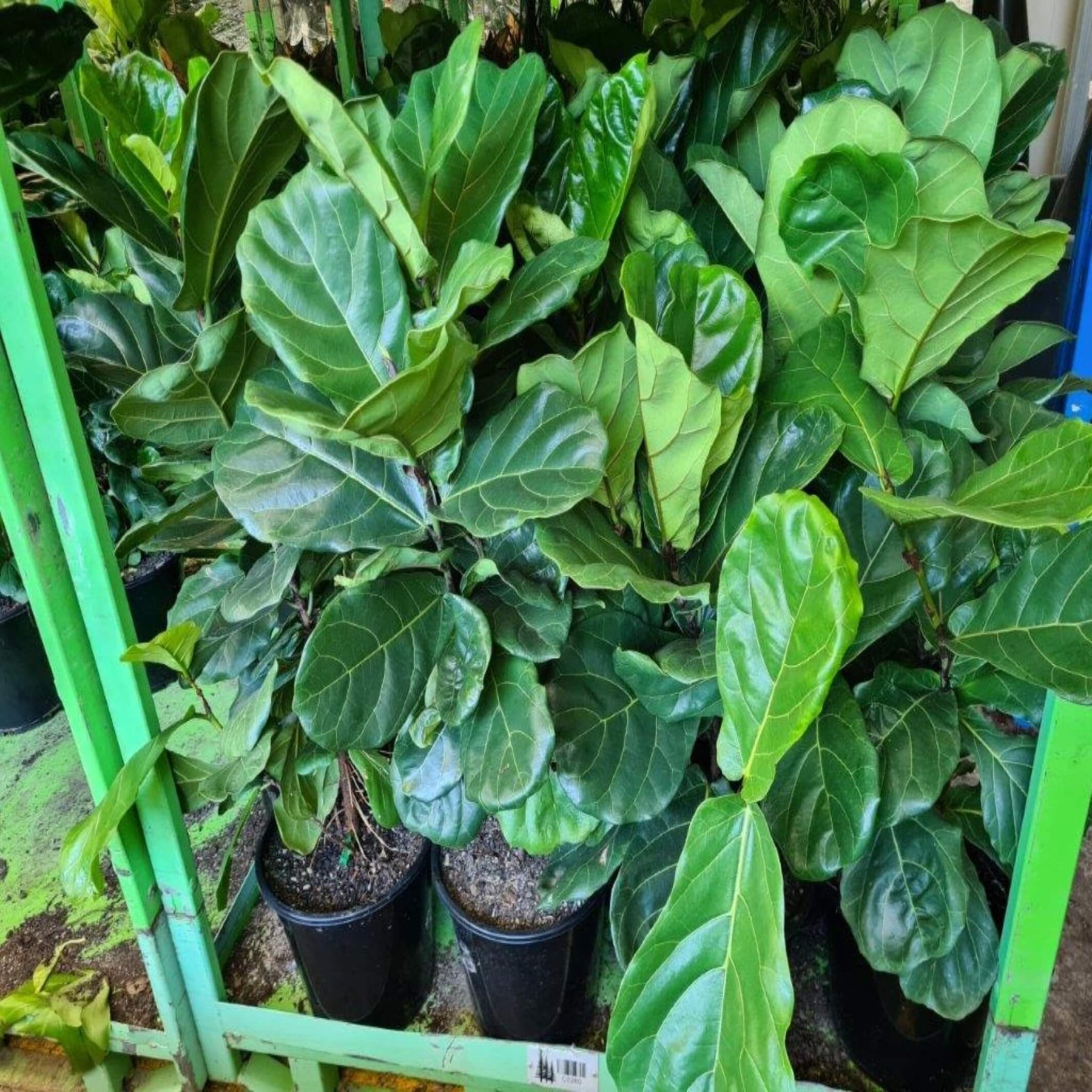 fiddle leaf fig perth Fiddle Leaf Fig Tree