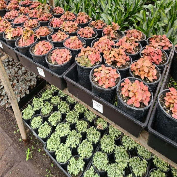Fittonia Mixed 130 mm