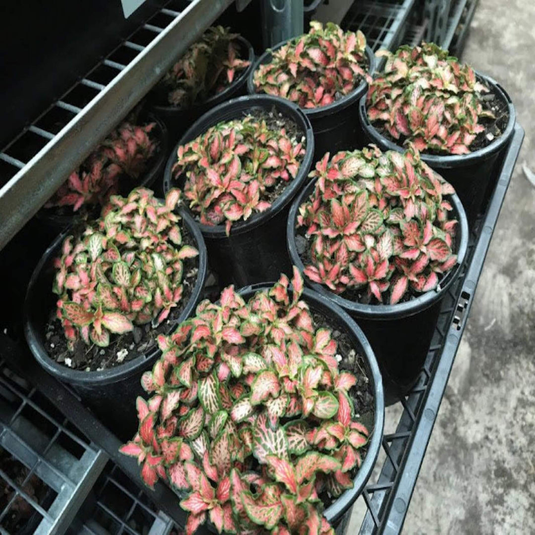 Fittonia Mixed 90 mm