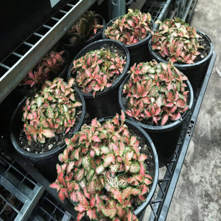 Fittonia Mixed 90 mm