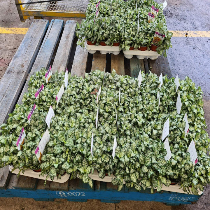 Fittonia Mixed 130 mm