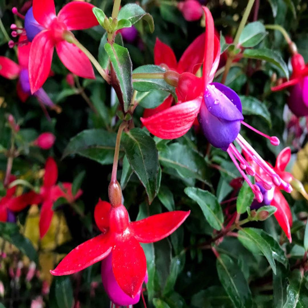 Fuchsia 140 mm
