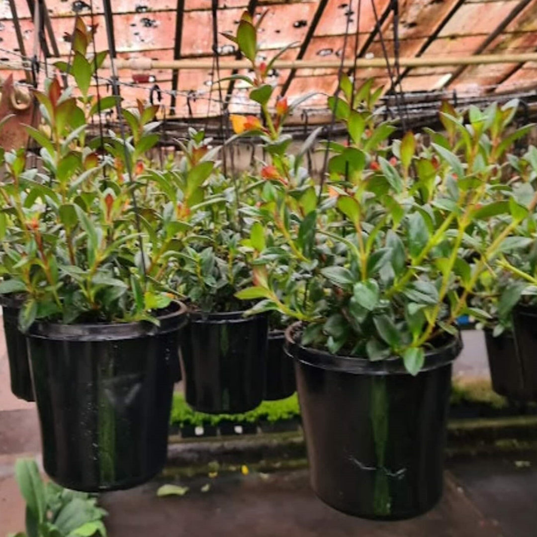 Nematanthus fortaleza, commonly called the Goldfish plant because of the colour and shape of their flowers. The goldfish plant has small dark green leaves.