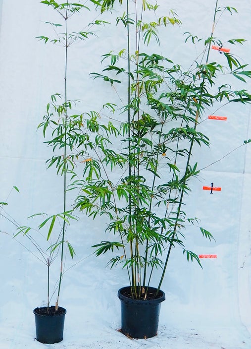 bambusa textilis gracilis slender weavers bamboo 200 mm